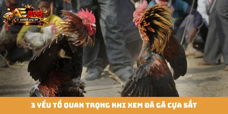 3 yếu tố quan trọng khi xem đá gà cựa sắt