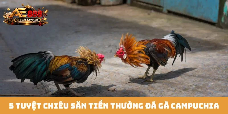 5 tuyệt chiêu săn tiền thưởng đá gà Campuchia