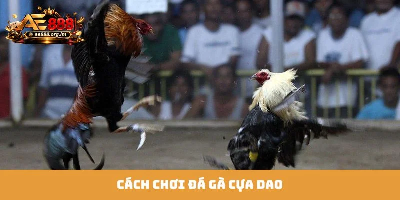Đá gà cựa dao