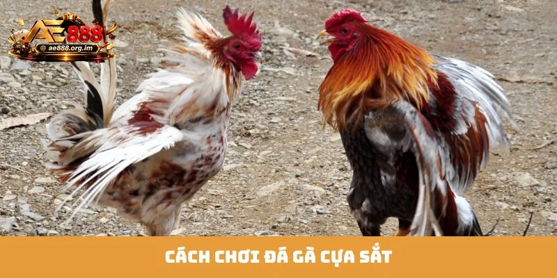 Đá Gà Cựa Sắt