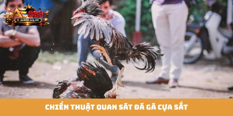 Chiến thuật quan sát đá gà cựa sắt