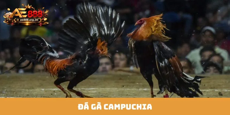 Đá Gà Campuchia