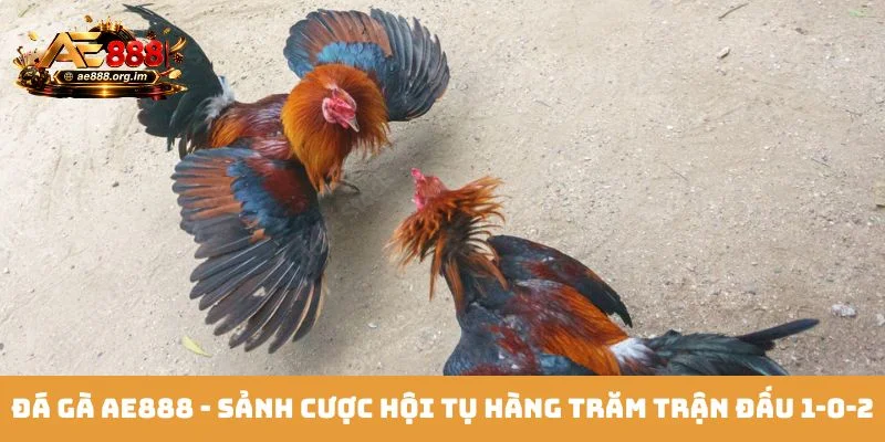 Đá gà AE888 - Sảnh cược hội tụ hàng trăm trận đấu 1-0-2