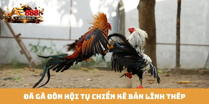 Đá gà đòn hội tụ chiến kê bản lĩnh thép