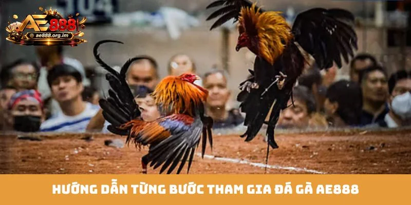 Hướng dẫn từng bước tham gia đá gà AE888