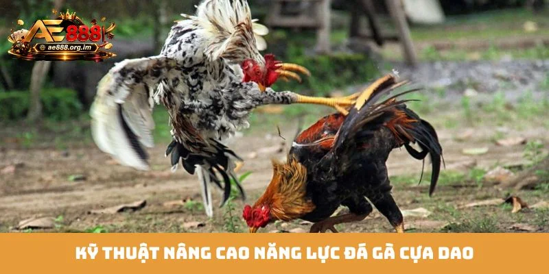 Kỹ thuật nâng cao năng lực đá gà cựa dao