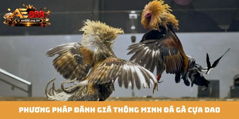 Phương pháp đánh giá thông minh đá gà cựa dao