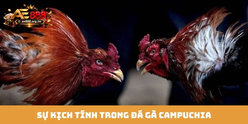 Sự kịch tính trong đá gà Campuchia