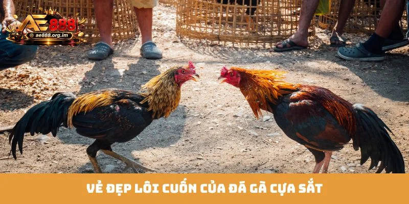 Vẻ đẹp lôi cuốn của đá gà cựa sắt