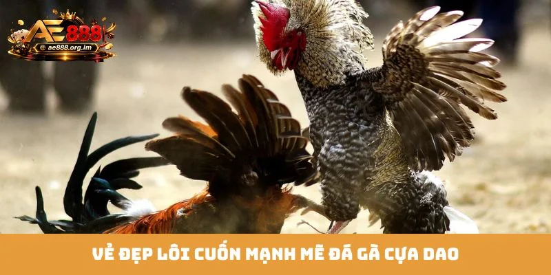 Vẻ đẹp lôi cuốn mạnh mẽ đá gà cựa dao